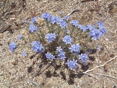 Eriastrum densifolium