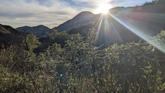 Eriodictyon crassifolium