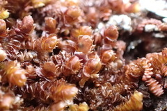 Frullania squarrosula