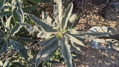 Eriodictyon crassifolium