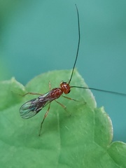 Ichneumonoidea