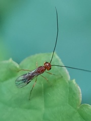 Ichneumonoidea