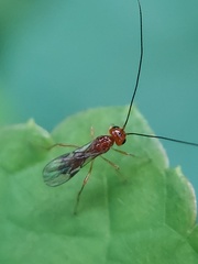 Ichneumonoidea