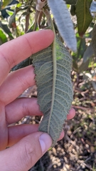 Eriodictyon crassifolium