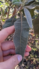 Eriodictyon crassifolium