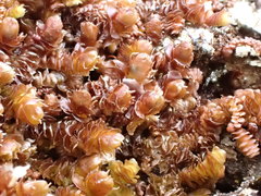 Frullania squarrosula