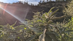 Eriodictyon crassifolium