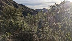 Eriodictyon crassifolium