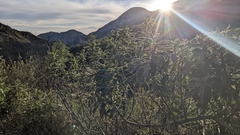 Eriodictyon crassifolium