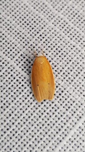 Atelosticha