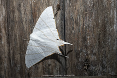 Ourapteryx podaliriata