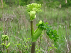 Angelica atropurpurea