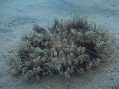 Macrodactyla doreensis