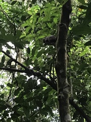 Callosciurus notatus