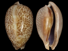 Macrocypraea cervus