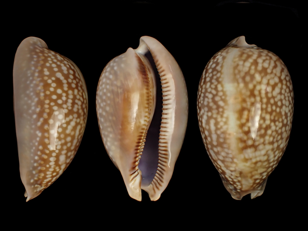 Atlantic deer cowrie