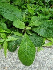 Salvia plebeia