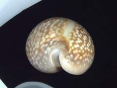 Macrocypraea cervus