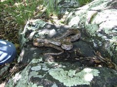 Pantherophis emoryi