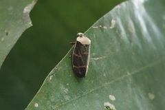 Phymatostetha