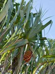 Pandanus cookii