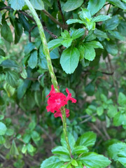 Stachytarpheta mutabilis