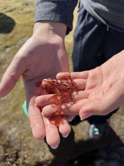 Botryocladia pseudodichotoma