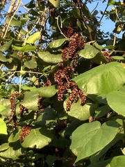 Neomillspaughia emarginata