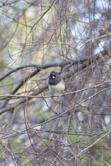 Junco hyemalis