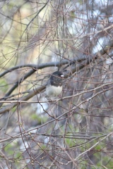 Junco hyemalis