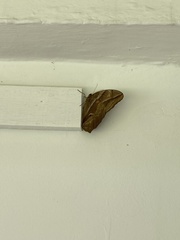 Eryphanis
