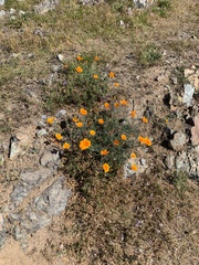 Eschscholzia californica