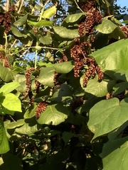 Neomillspaughia emarginata