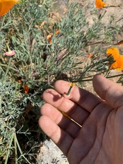 Eschscholzia californica