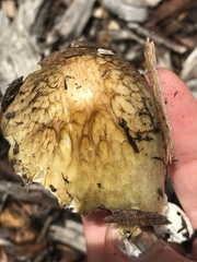 Bolbitius titubans var. olivaceus image