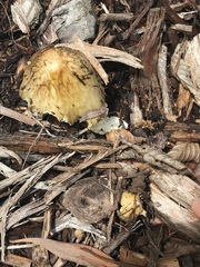 Bolbitius titubans var. olivaceus image