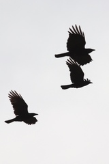 Corvus brachyrhynchos