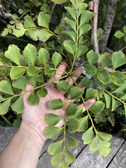 Phyllocladus