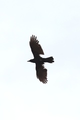 Corvus brachyrhynchos