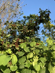 Neomillspaughia emarginata