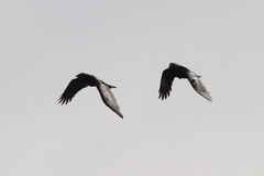 Corvus brachyrhynchos