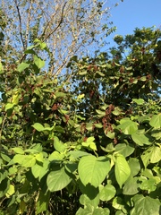 Neomillspaughia emarginata