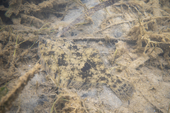 Rhombosolea tapirina