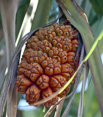 Pandanus cookii