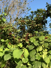 Neomillspaughia emarginata