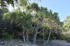 Pandanus cookii