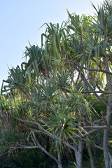 Pandanus cookii