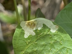 Calycomyza stegmaieri