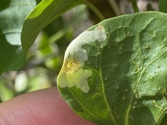 Calycomyza stegmaieri