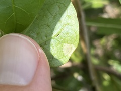 Calycomyza stegmaieri